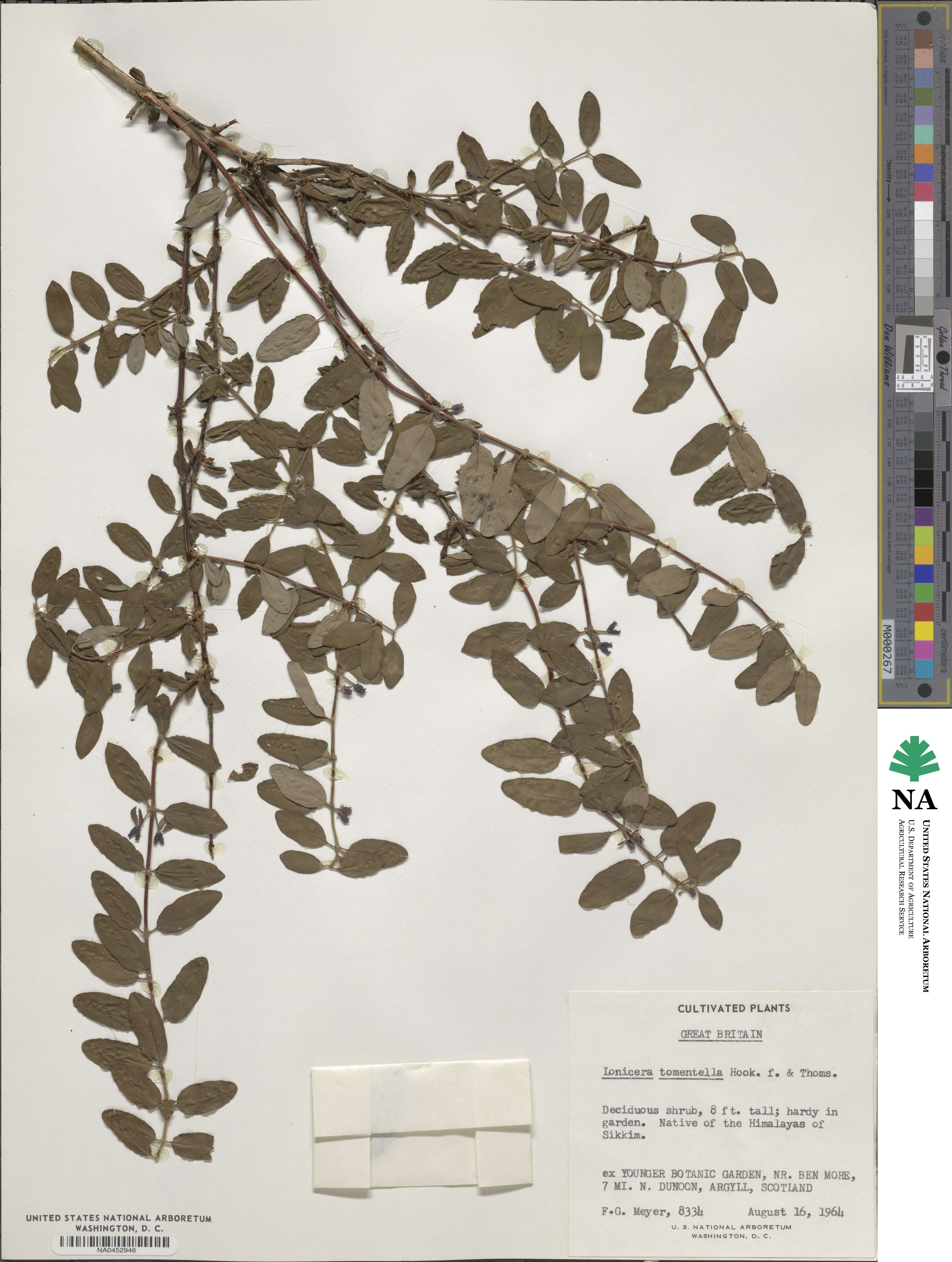 Lonicera tomentella image