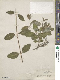 Lonicera tragophylla image