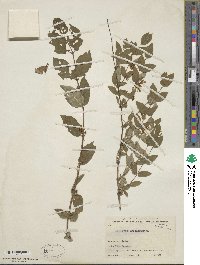 Lonicera trichosantha image