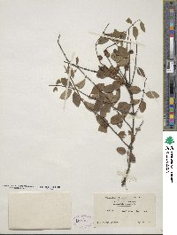 Lonicera trichosantha image