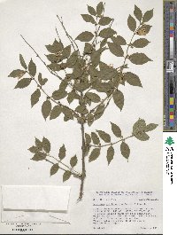 Lonicera trichosantha image