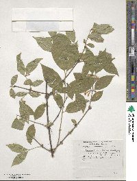 Lonicera trichosantha image