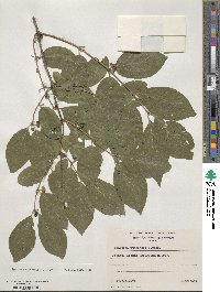 Lonicera utahensis image