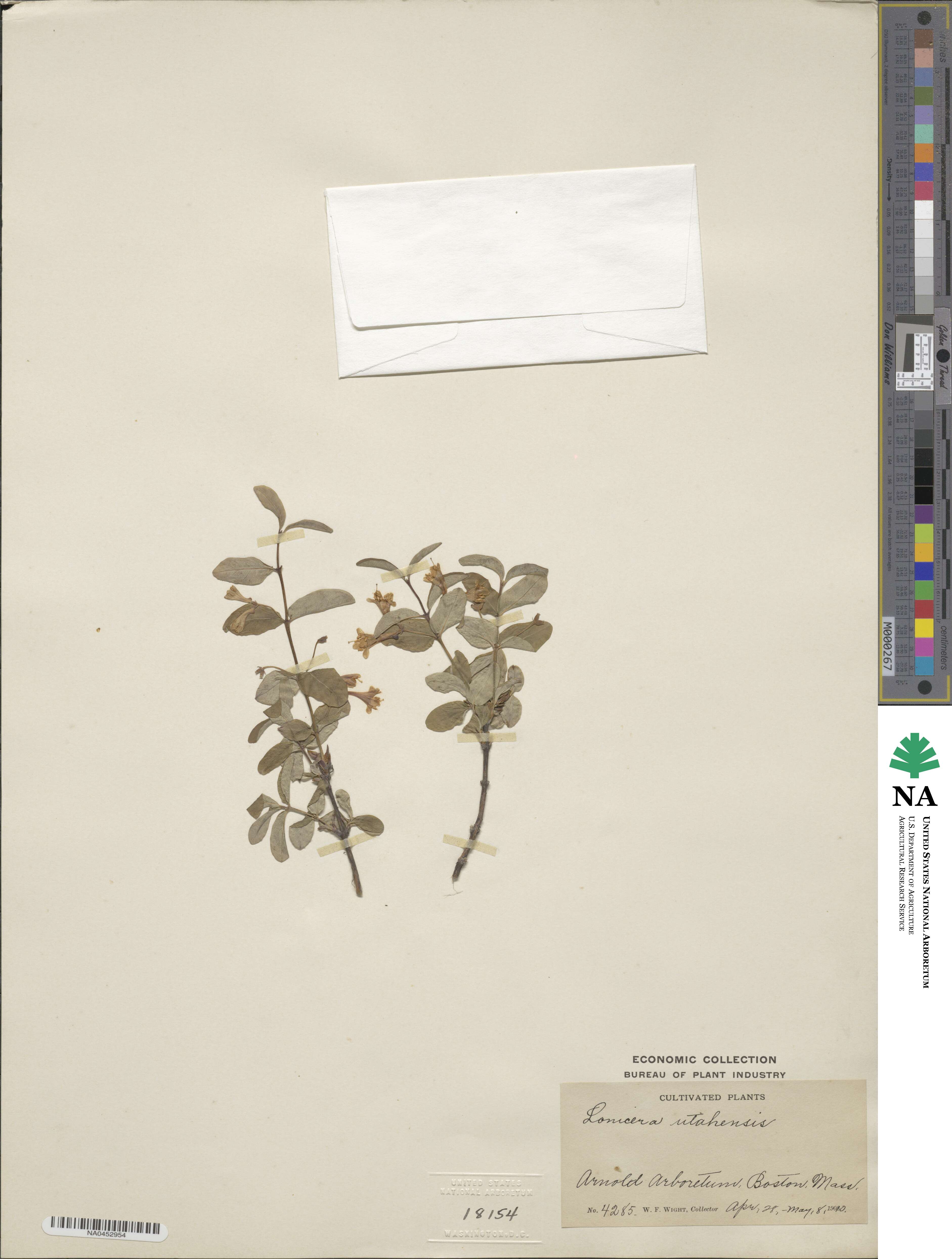 Lonicera utahensis image