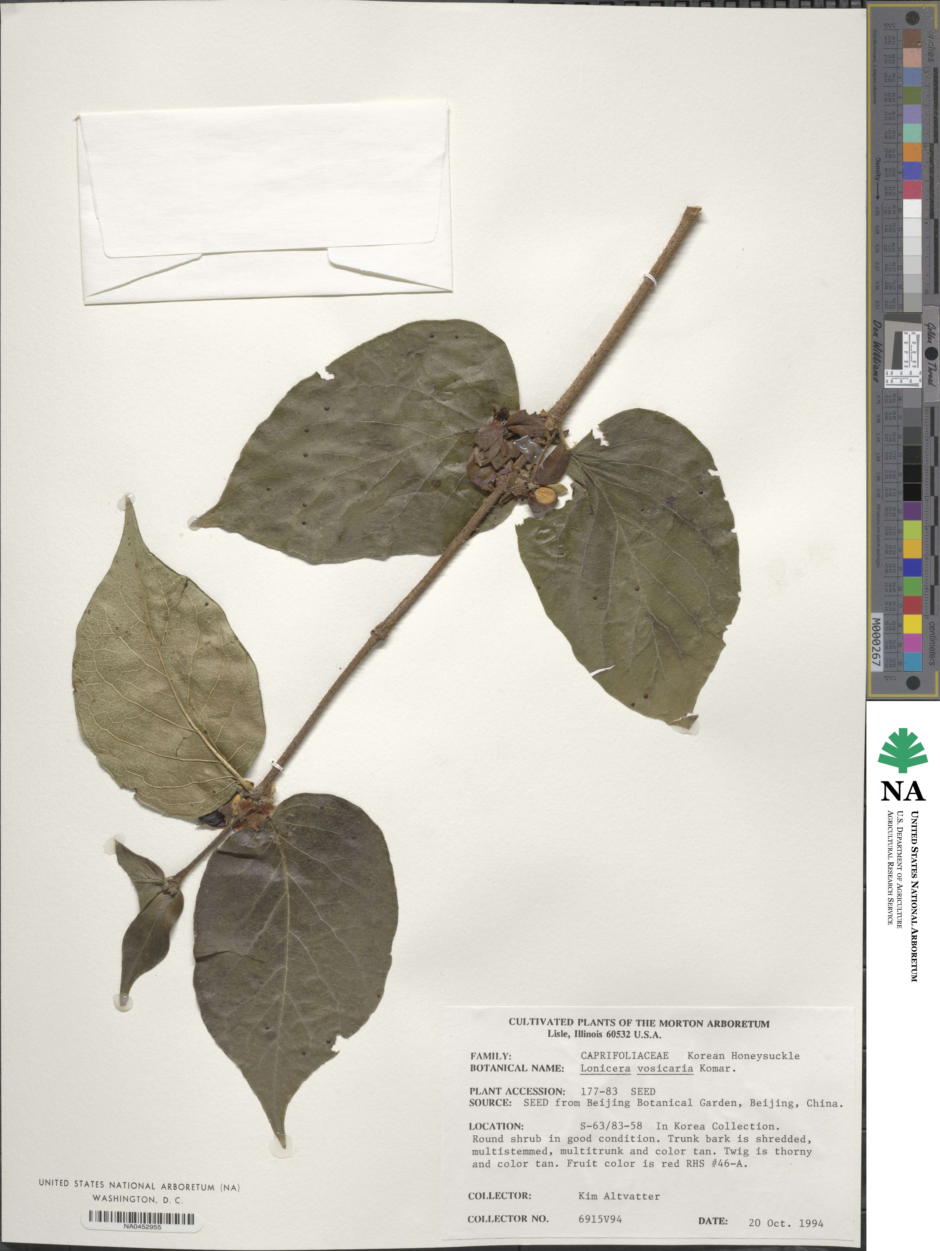 Lonicera ferdinandii image