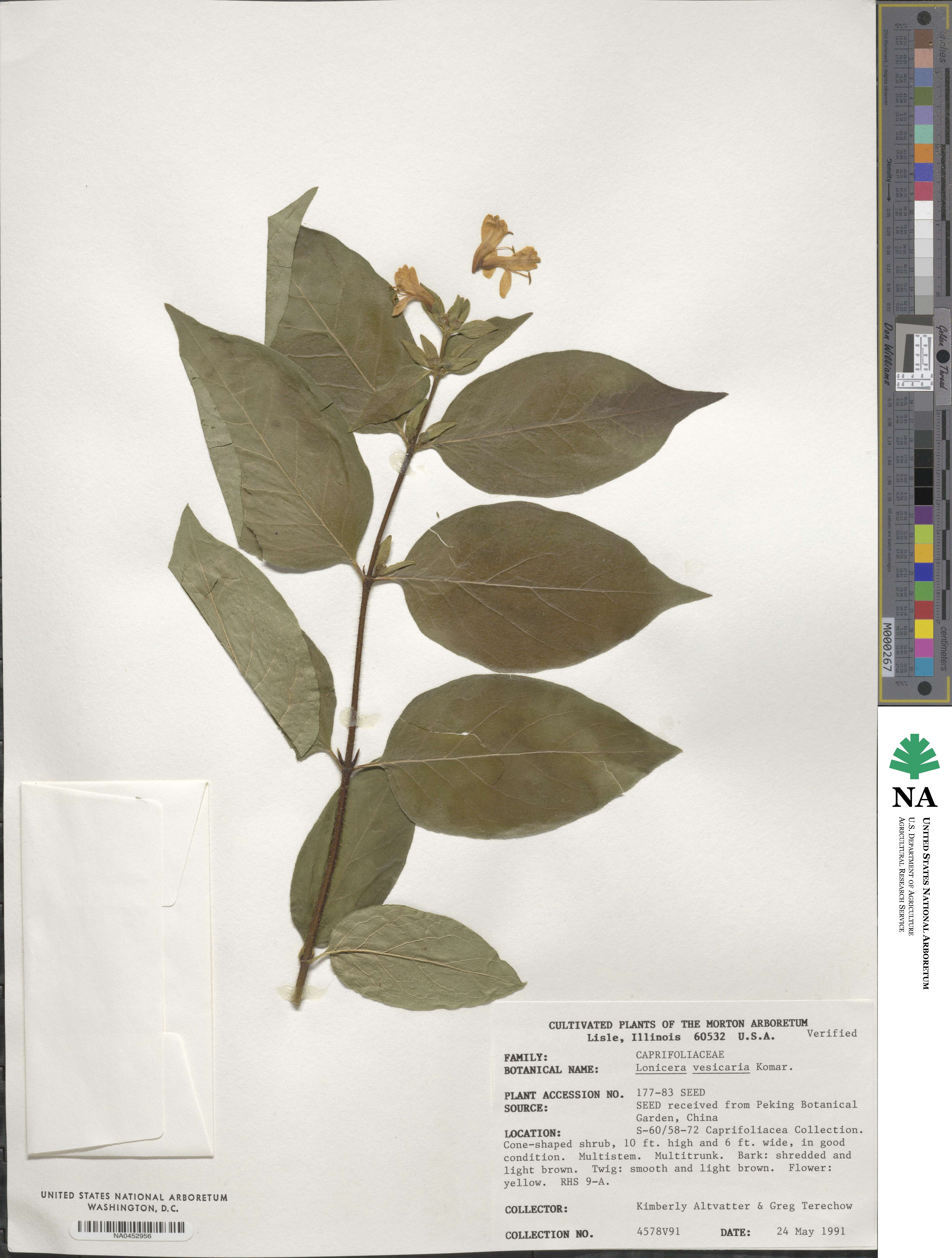 Lonicera ferdinandii image