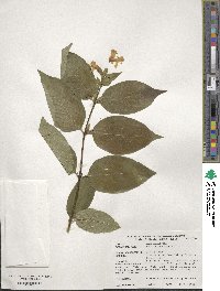 Lonicera ferdinandii image