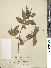 Lonicera webbiana image