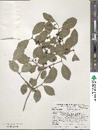 Lonicera xylosteum image