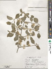 Lonicera xylosteum image