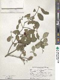 Lonicera xylosteum image