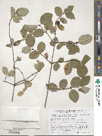 Lonicera xylosteum image