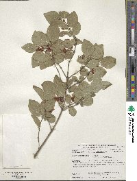 Lonicera xylosteum image