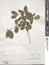 Lonicera xylosteum image