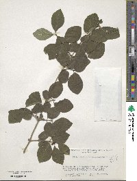 Lonicera xylosteum image