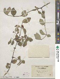 Lonicera xylosteum image