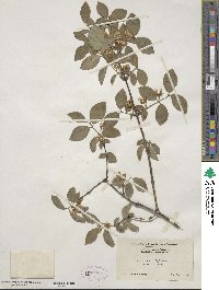 Lonicera xylosteum image