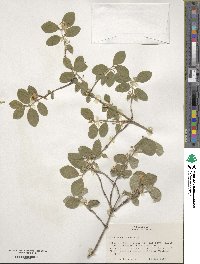 Lonicera xylosteum image