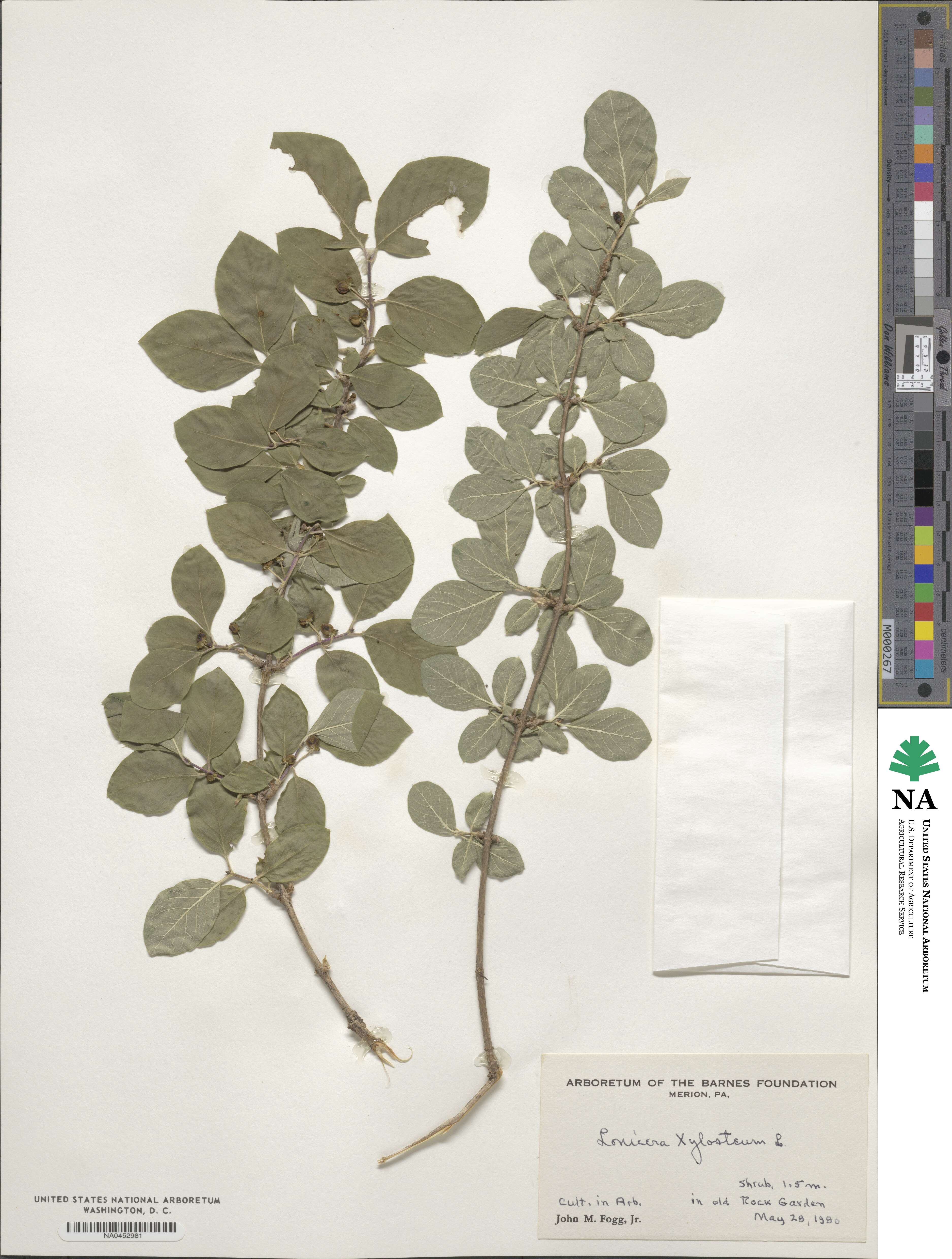 Lonicera xylosteum image