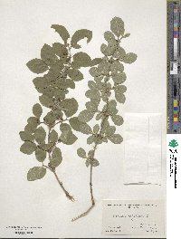 Lonicera xylosteum image