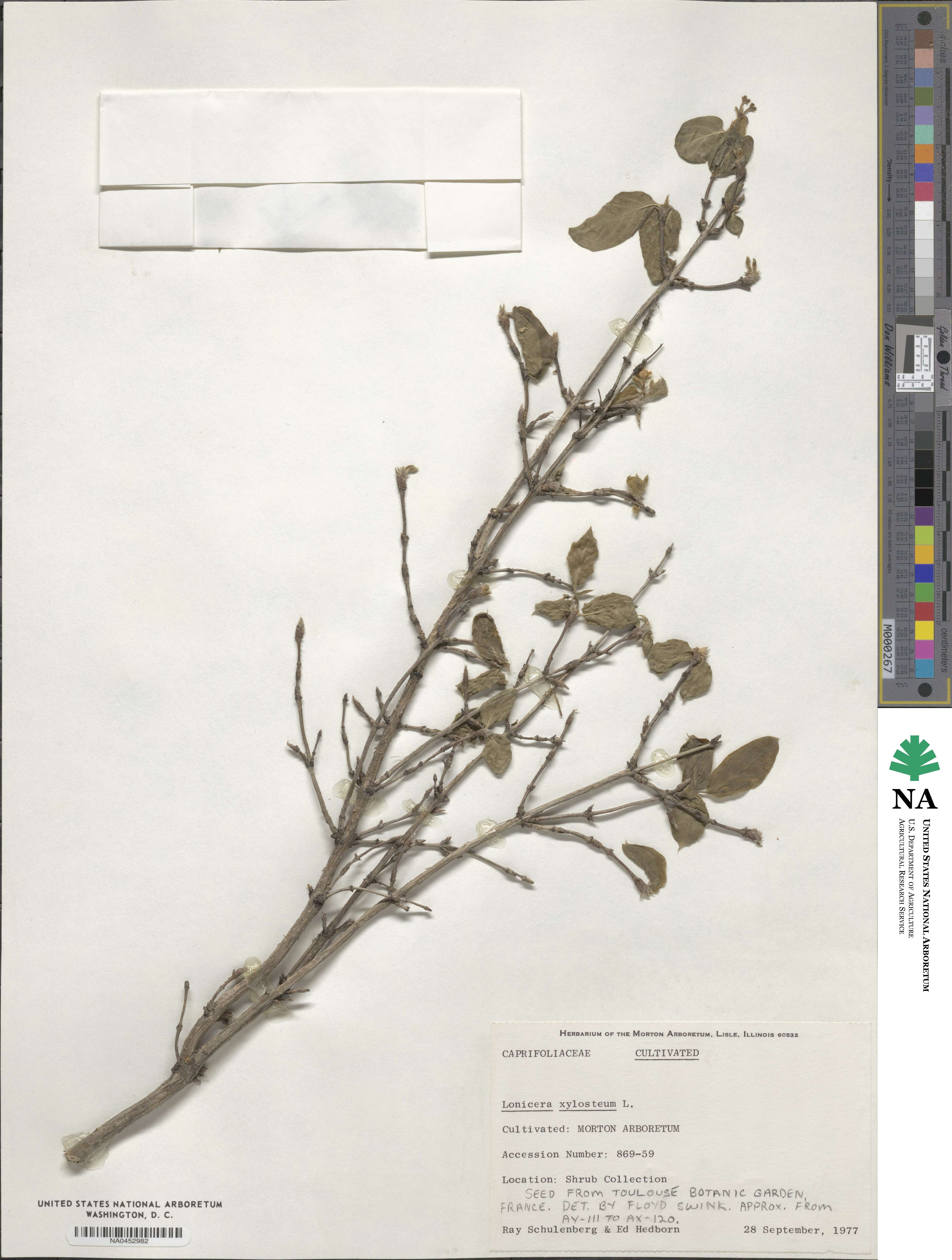 Lonicera xylosteum image