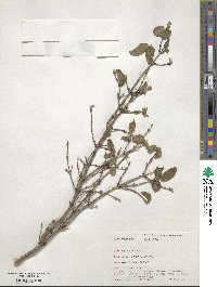 Lonicera xylosteum image