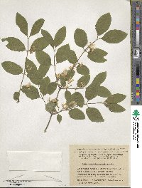 Lonicera xylosteum image