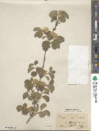 Lonicera xylosteum image