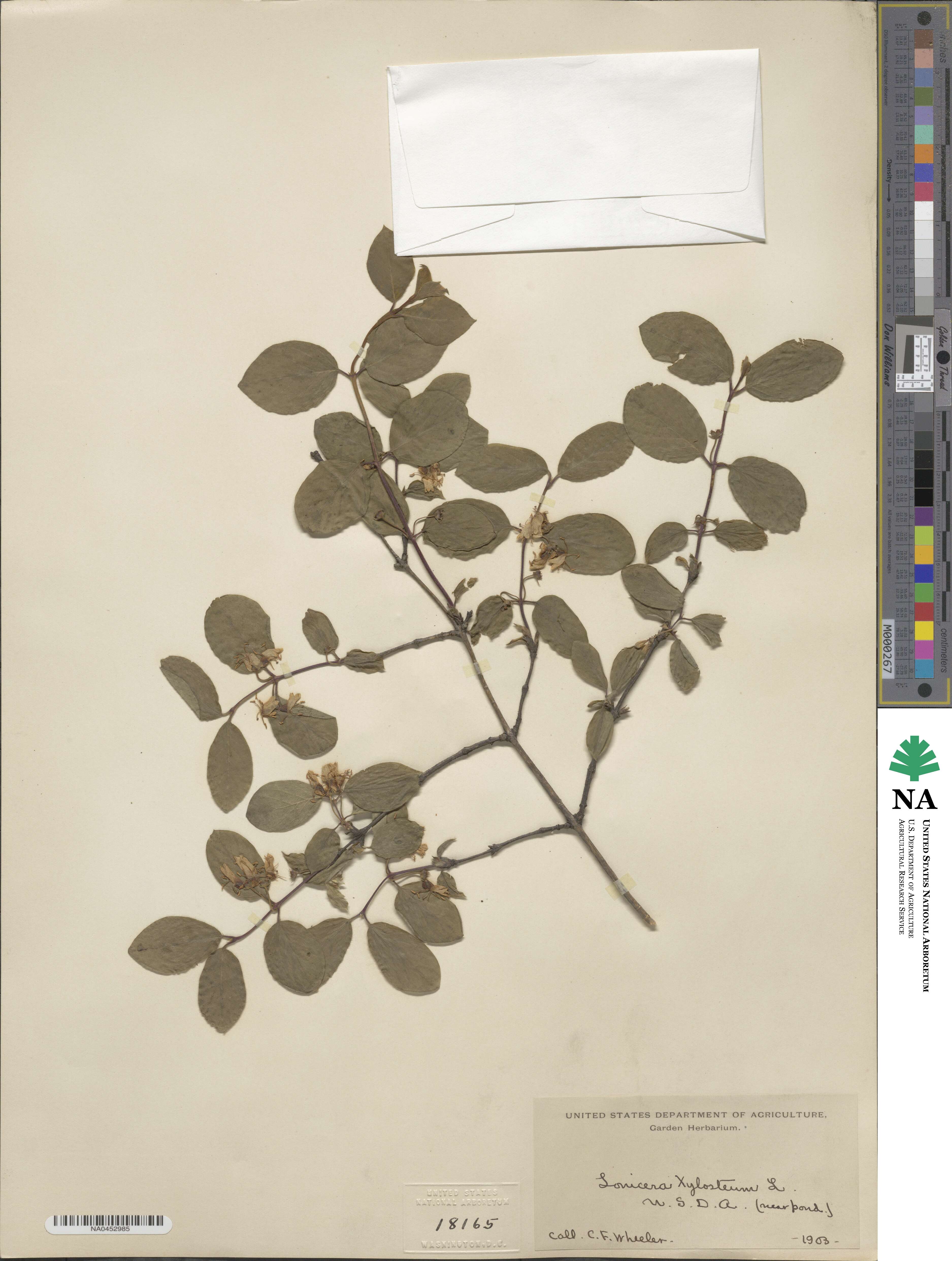 Lonicera xylosteum image