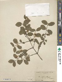 Lonicera xylosteum image