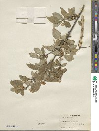 Lonicera xylosteum image