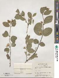 Lonicera xylosteum image