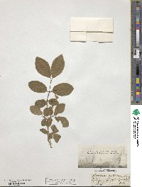 Lonicera xylosteum image