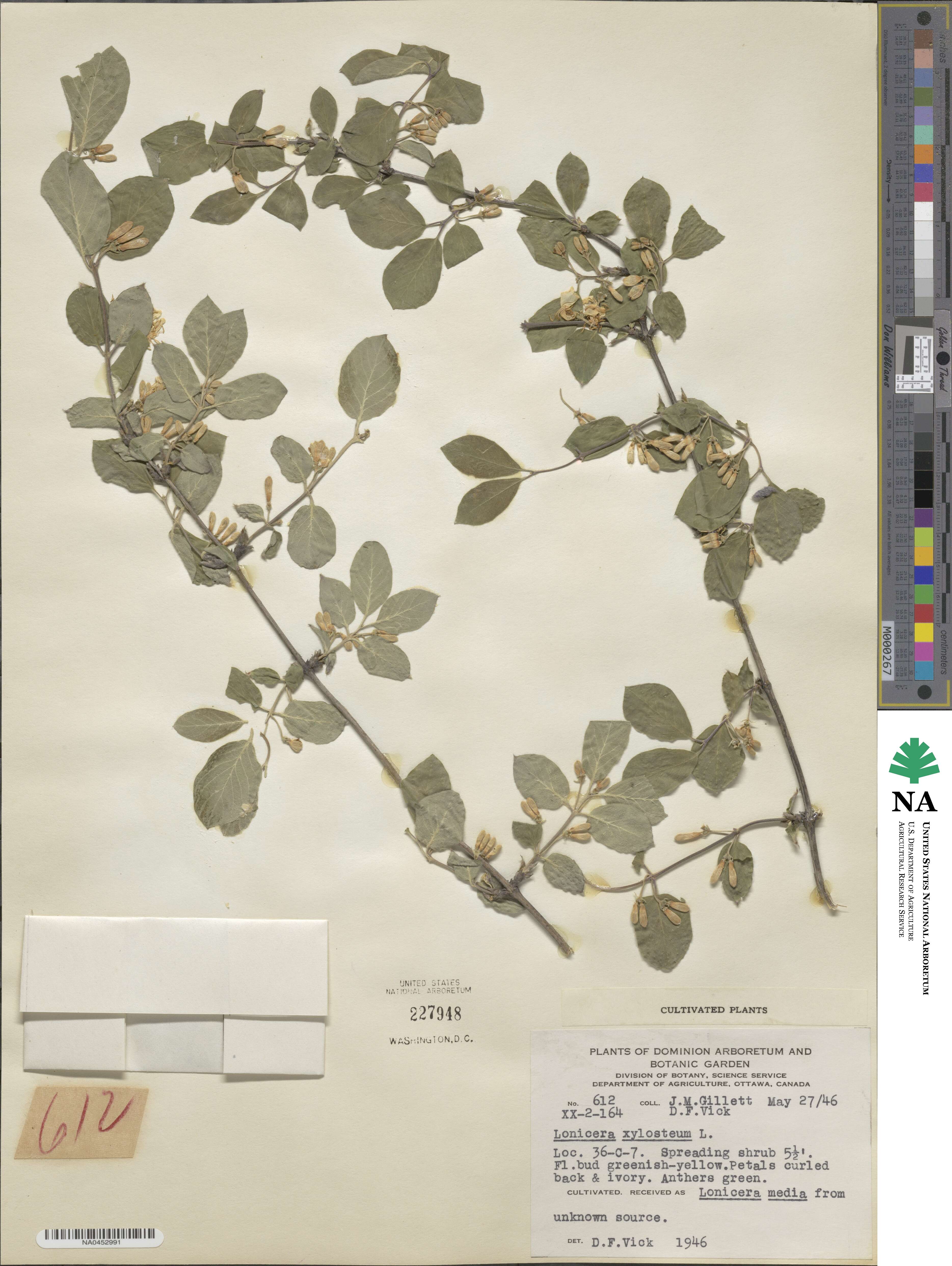 Lonicera xylosteum image