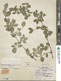 Lonicera xylosteum image