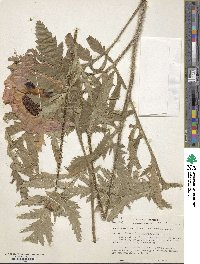Image of Papaver bracteatum