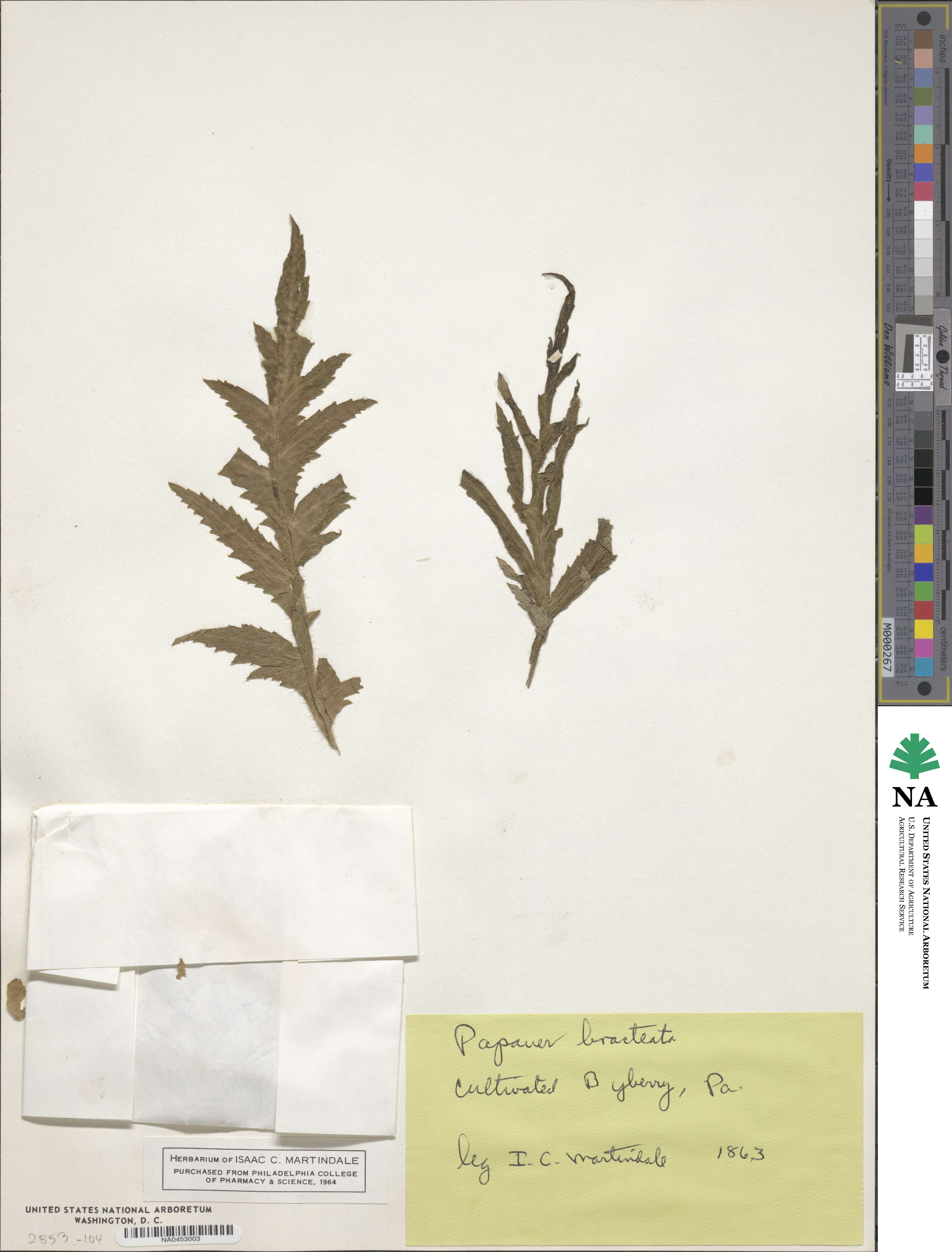 Papaver bracteatum image