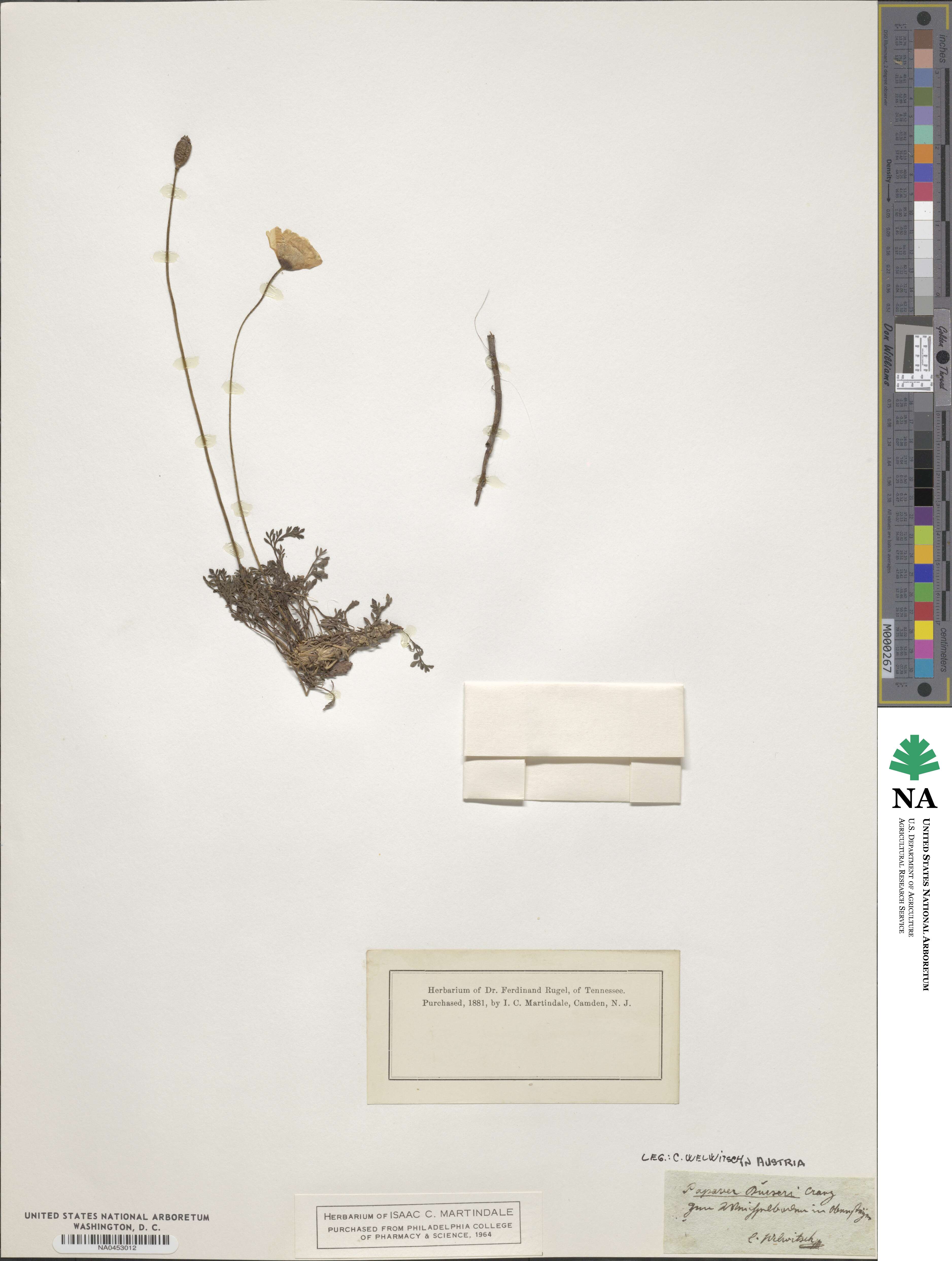 Papaver alpinum image