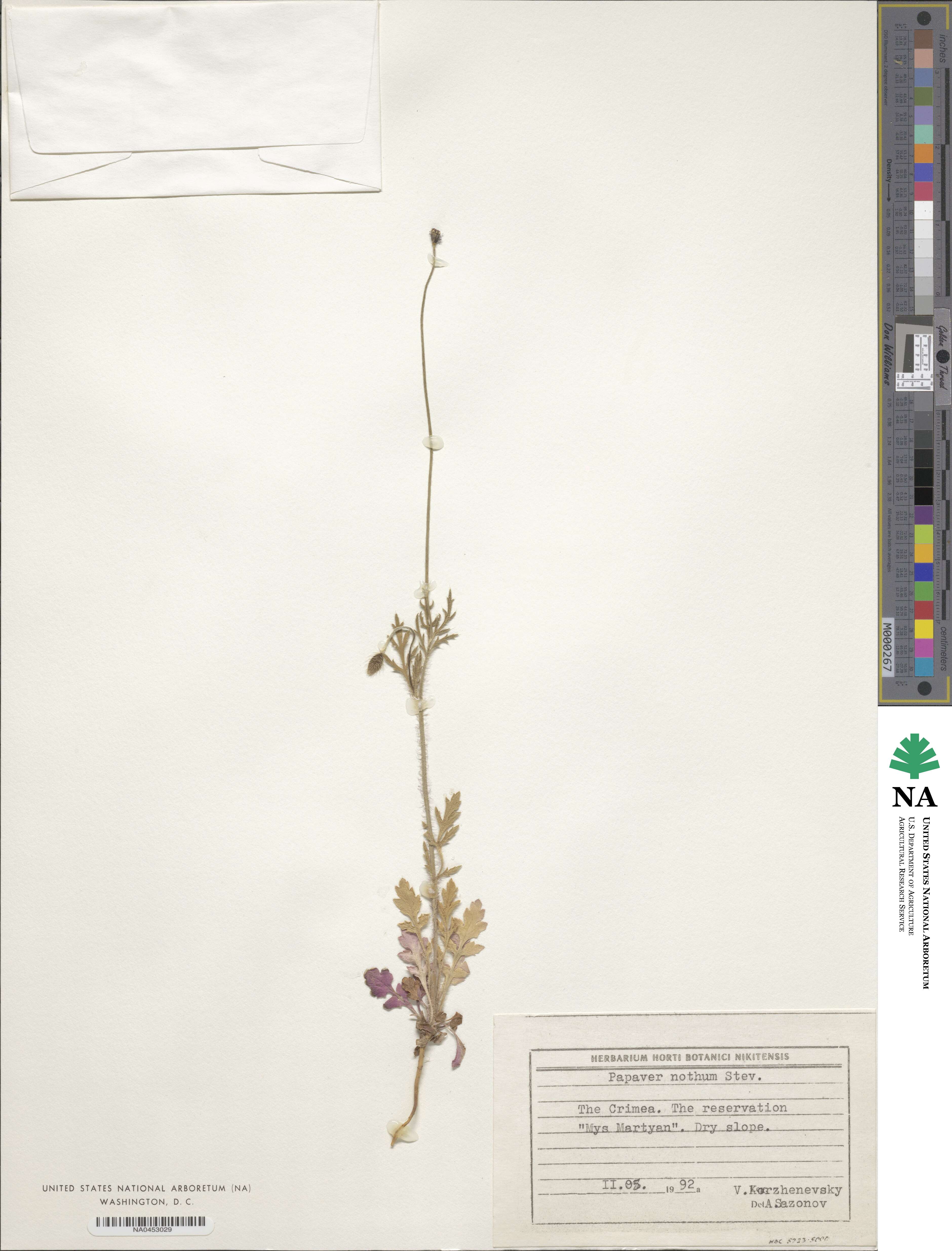 Papaver laevigatum image