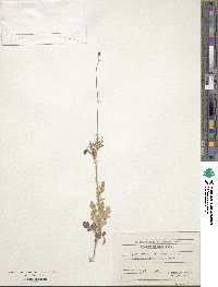 Image of Papaver laevigatum