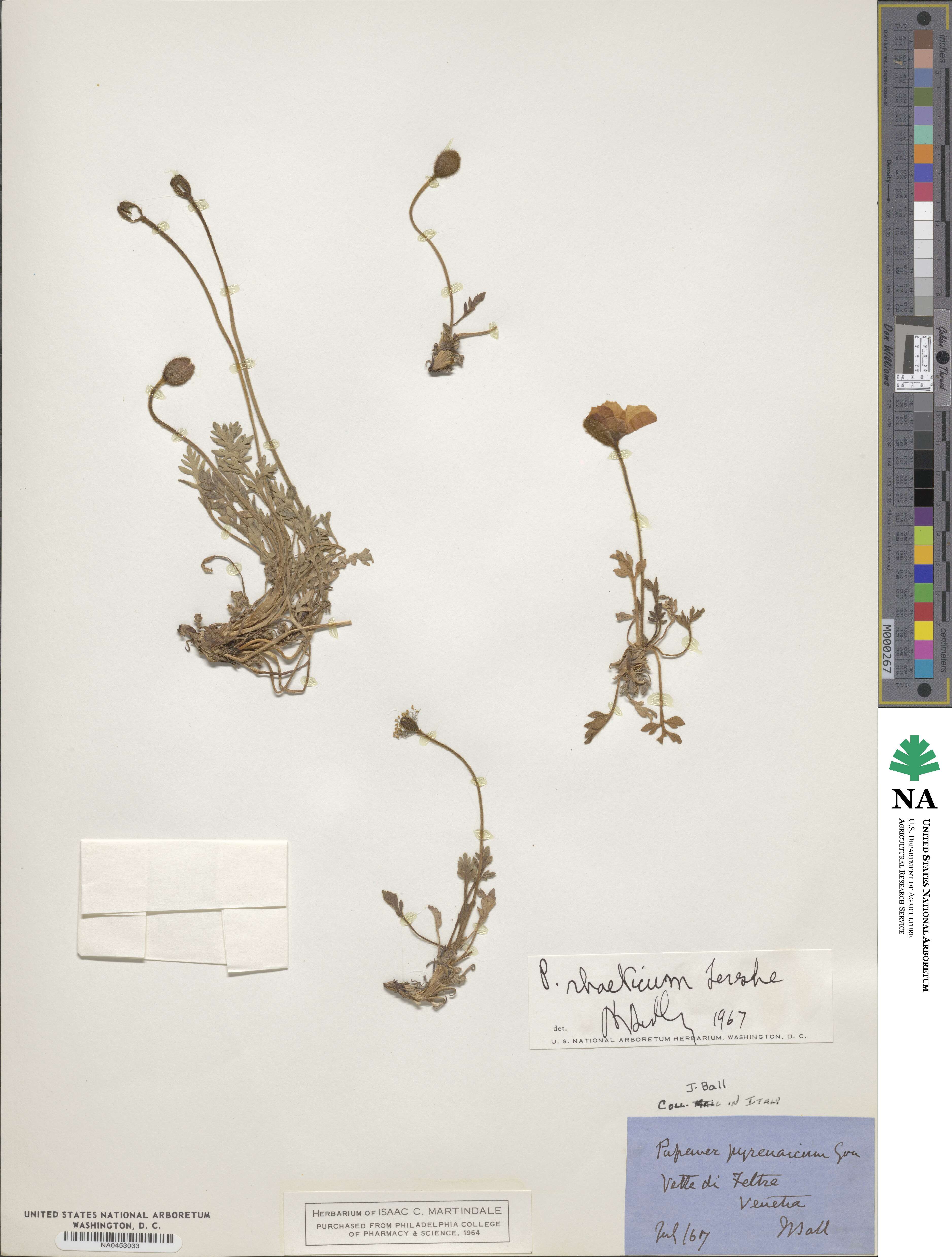 Papaver alpinum image