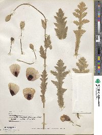Papaver setigerum image
