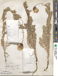 Papaver setigerum image