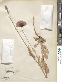 Papaver setigerum image