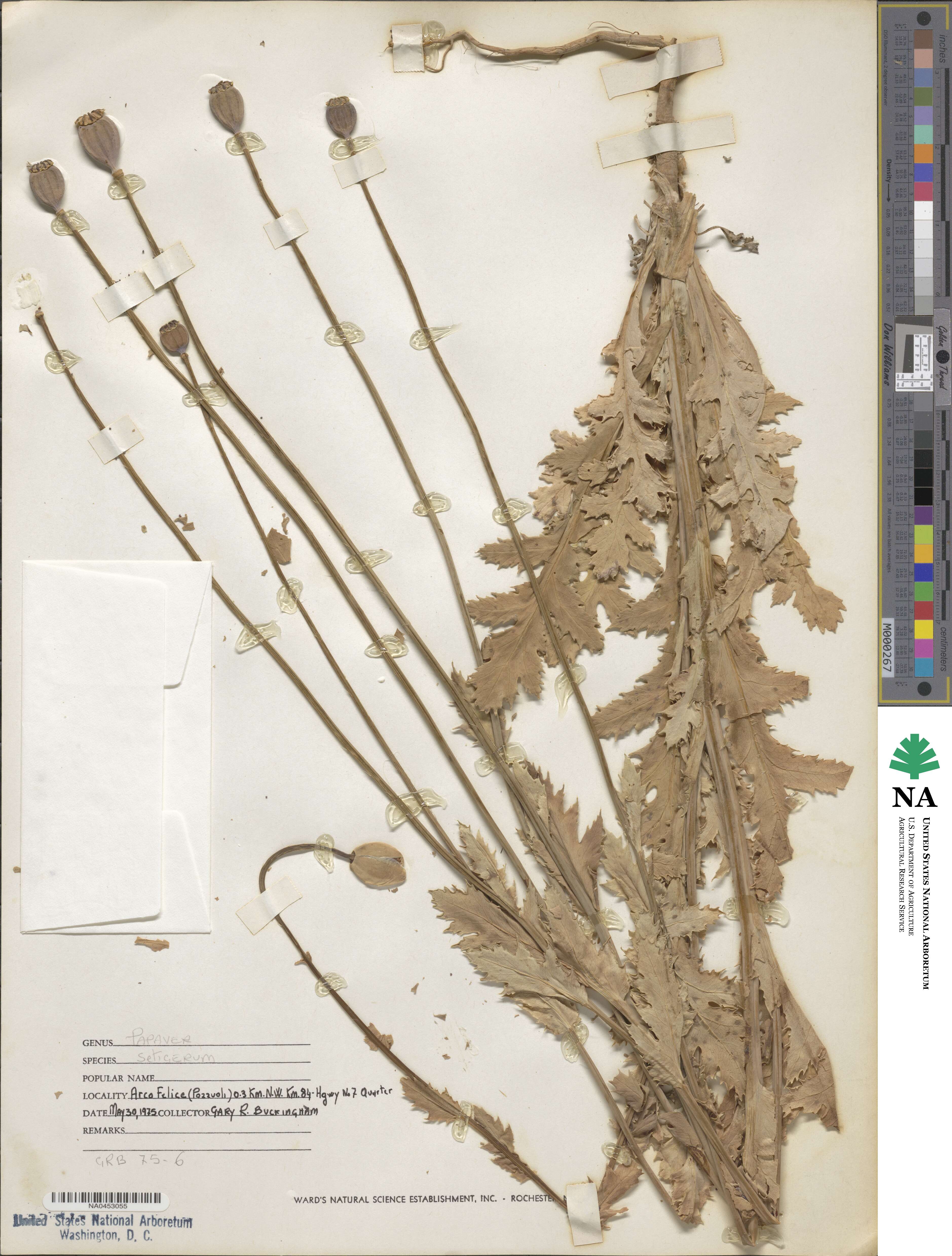Papaver setigerum image