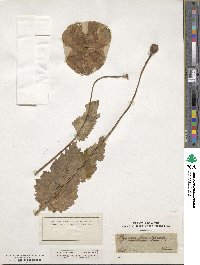 Image of Papaver somniferum