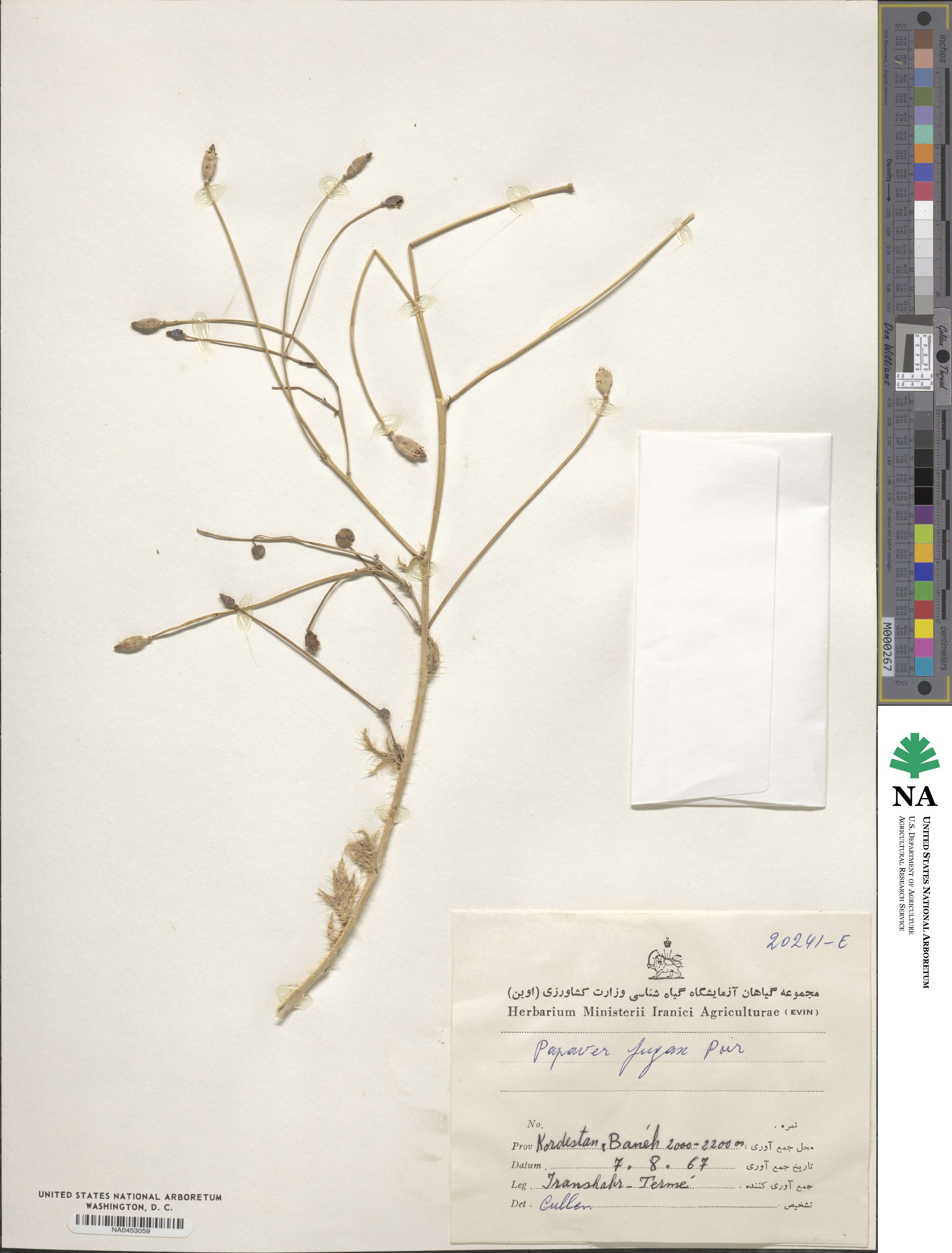 Papaver armeniacum image