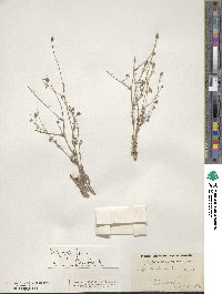 Papaver armeniacum image