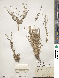 Papaver armeniacum image