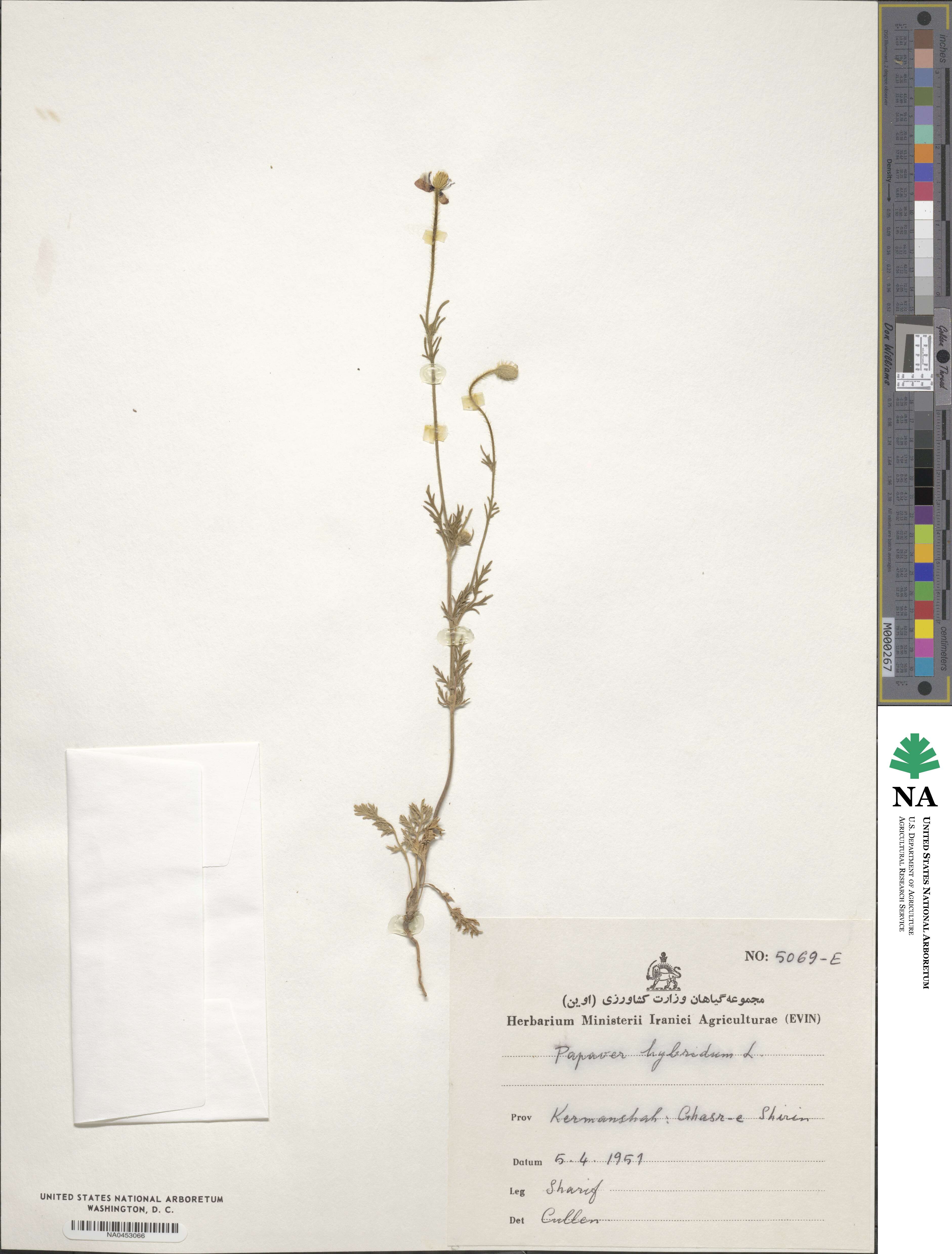 Roemeria hybrida image